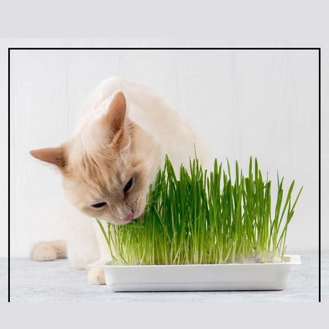 Chia Pet Planter - Cat Grass Snoozy Kitty